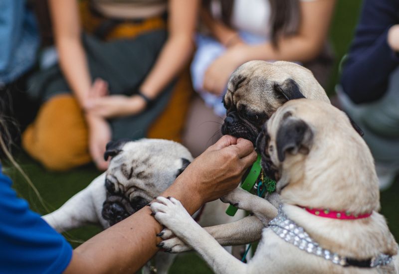 Pug: Comedian of the Crowd