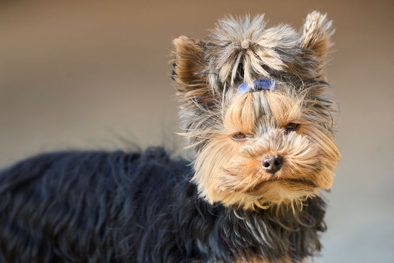 Silence isn't exactly the specialty of these famously vocal dog breeds 12 Yorkshire Terrier