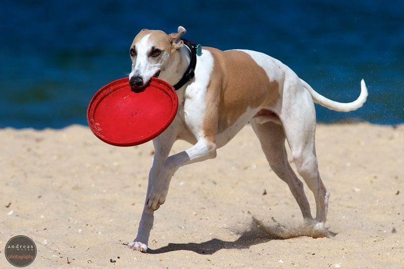 Whippet