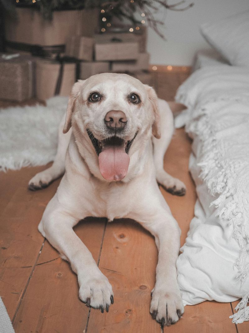 Labrador Retriever