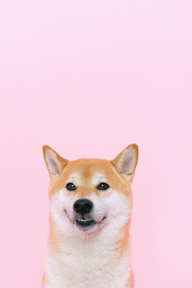 Shiba Inu