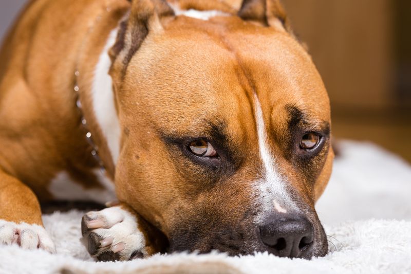 17 dog breeds that seem loyal at first - until they become impossible to ignore, plus 5 that take clingy to another level 13 American Staffordshire Terrier
