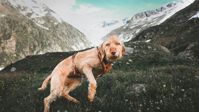 Spinone Italiano