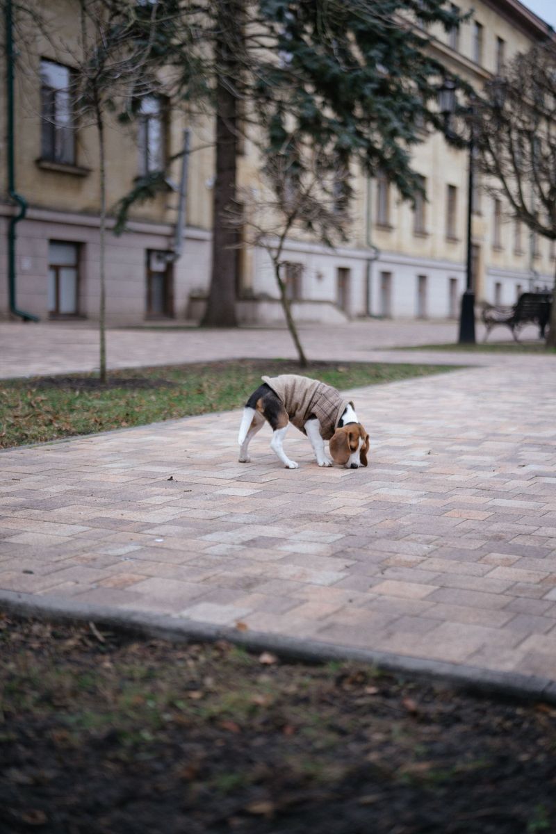 Think your dog is distracted on walks? Their nose may be telling them far more than you realize 2 Beagle - the sidewalk detective