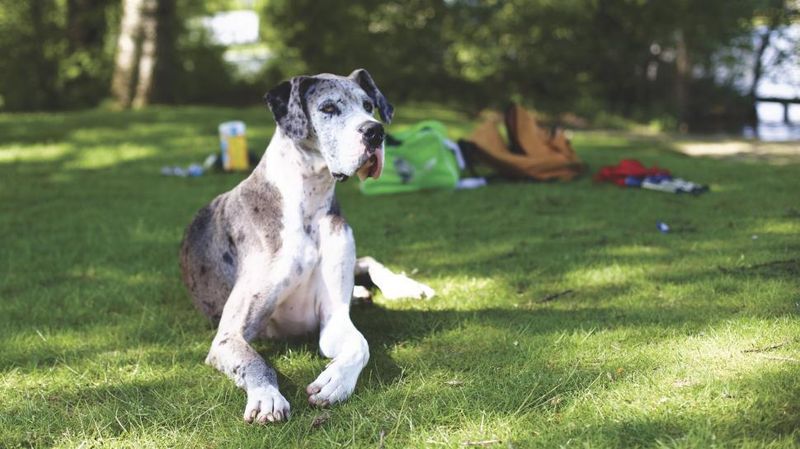 The best companion isn't always the most exciting - and these dog breeds prove it 9 Great Dane