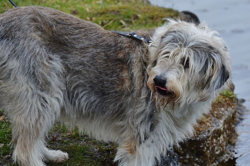 A few famous mixes dominate attention - These unusual combinations barely get mentioned 9 Shepadoodle - German Shepherd × Poodle
