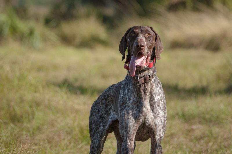 The perfect dog for your twenties may not be the perfect dog later - these breeds show why 5 German Shorthaired Pointer