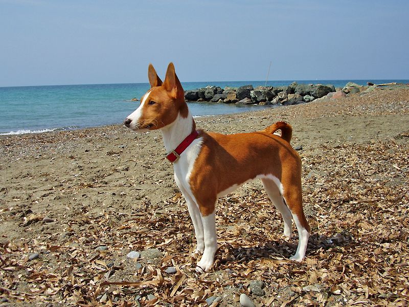 Patience often reveals the very best qualities these dog breeds have to offer 5 Basenji