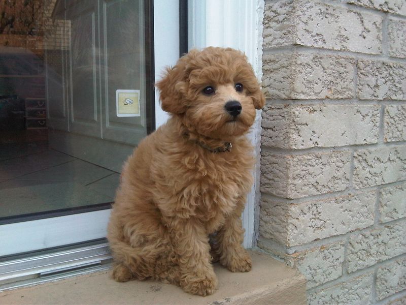 Cavapoo