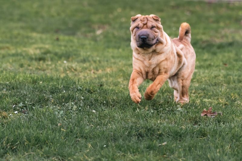 Stop measuring your dog's love by cuddles - Some of the strongest signals look completely different 12 Shar-Pei - the hip-check hello and quiet company