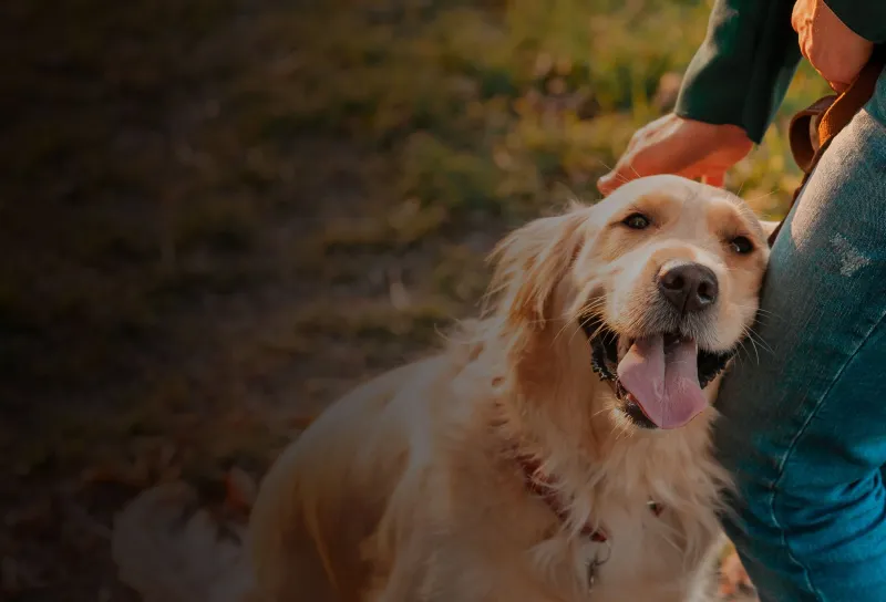 Petting a Dog Who Leaps on You