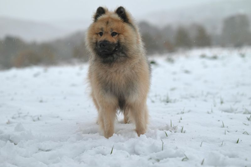 Keeshond