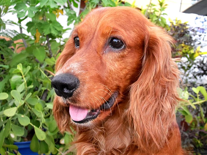 12 gentle dog breeds families adore - plus 4 surprisingly soft-hearted companions 11 Cocker Spaniel
