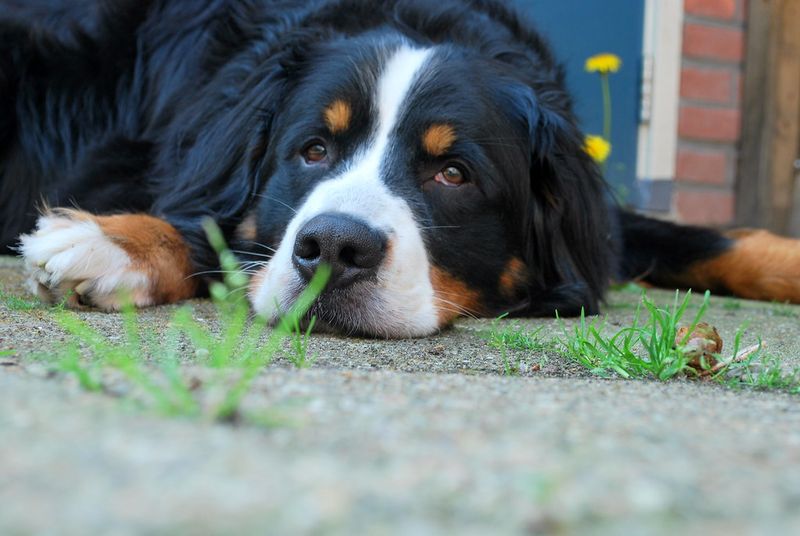 These 10 dog breeds would rather be sleeping right now - these 4 have other plans 7 Bernese Mountain Dog