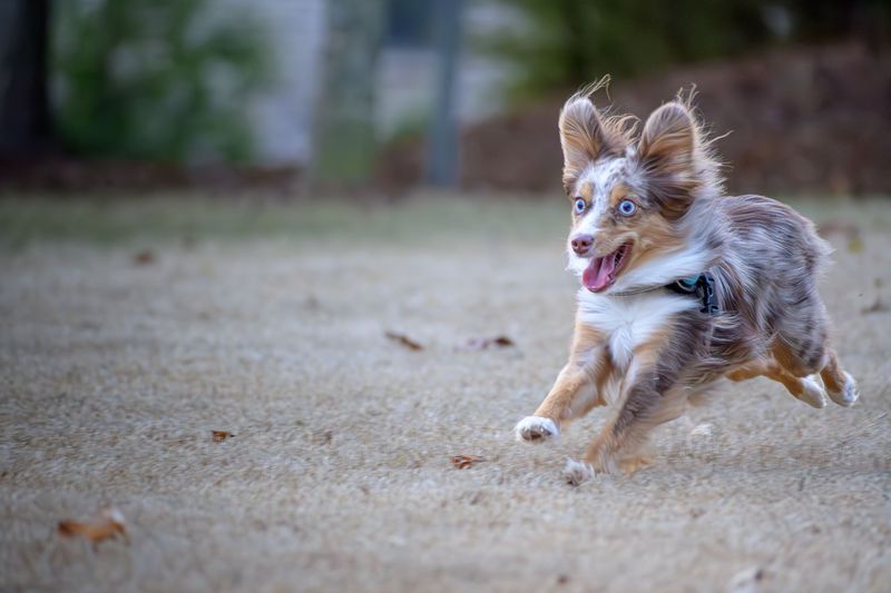 Australian Shepherd - practically runs your schedule