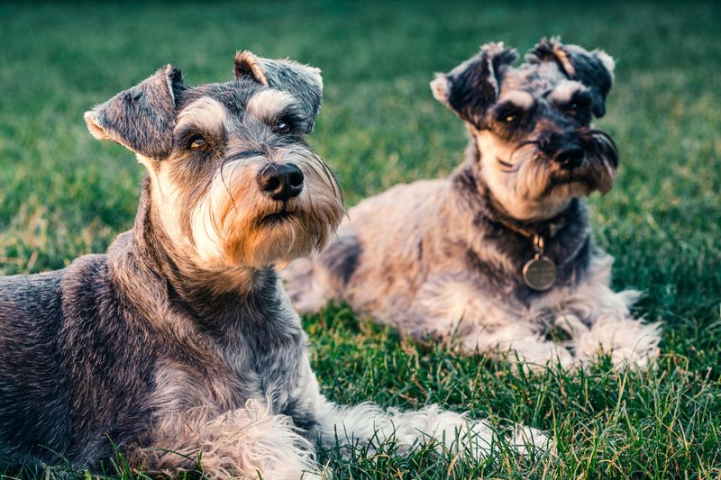 These 14 Dog Breeds Are Built for Real-World Life - See Which Matches You 5 Standard Schnauzer