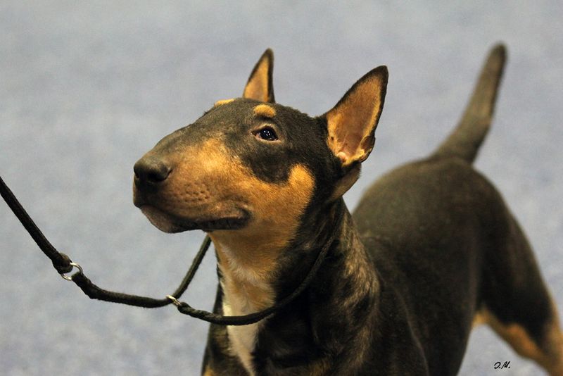 Miniature Bull Terrier