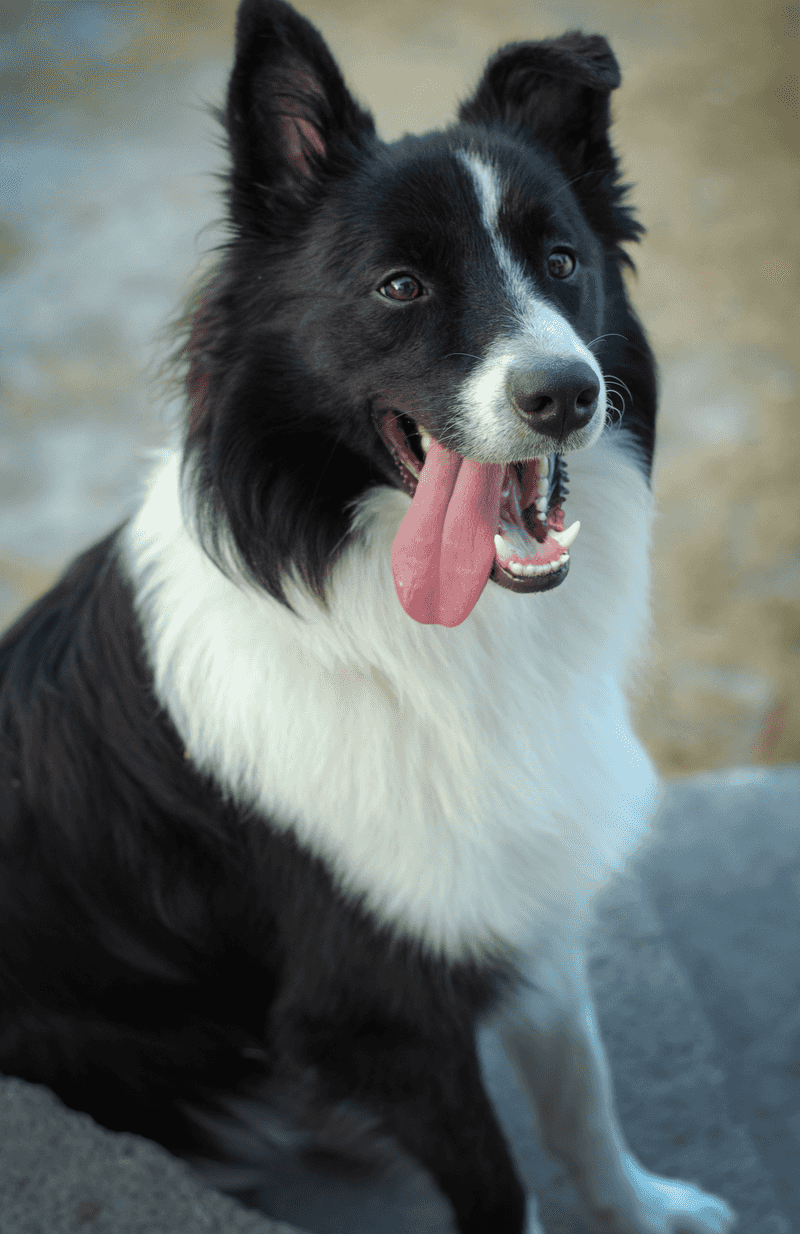 Think previous dogs prepared you for anything? These breeds may find the gaps in your experience 4 Border Collie - the problem solver who never clocks out