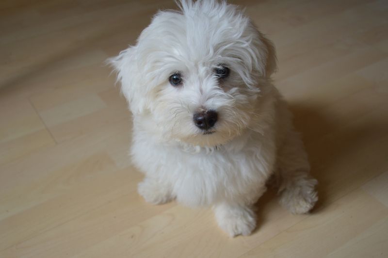 Maltese