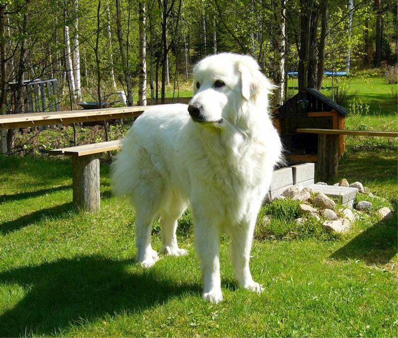 Pyrenean Mastiff