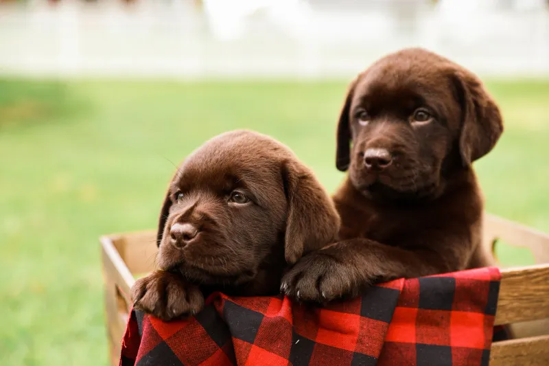 These 11 feeding habits quietly damage your dog's digestion over time 12 Constant free-feeding without portion control
