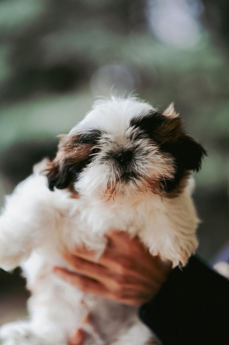 Shih Tzu