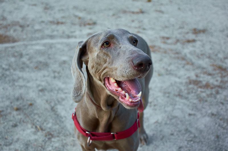 14 dog breeds that form such intense bonds they struggle when you're not around, plus 5 more that hate being left alone 8 Weimaraner