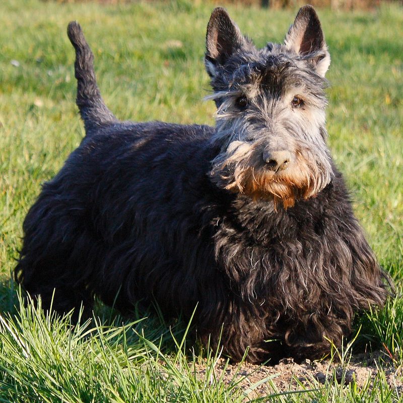 They may be closer to the floor - but these dog breeds are never short on personality 6 Scottish Terrier