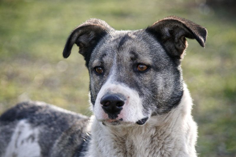 12 Dog Breeds That Tend to Be Healthier Than Average 2 Australian Cattle Dog