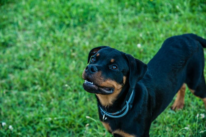 16 dog breeds that tend to show up disproportionately in professional training and working roles 8 Rottweiler