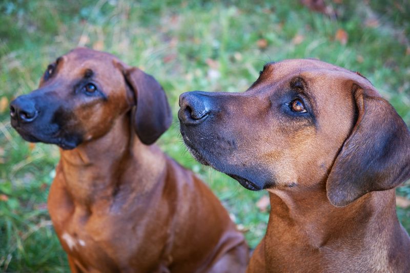 Every hugely popular breed had a time when most people barely noticed it - These dogs may be worth discovering early 8 Rhodesian Ridgeback