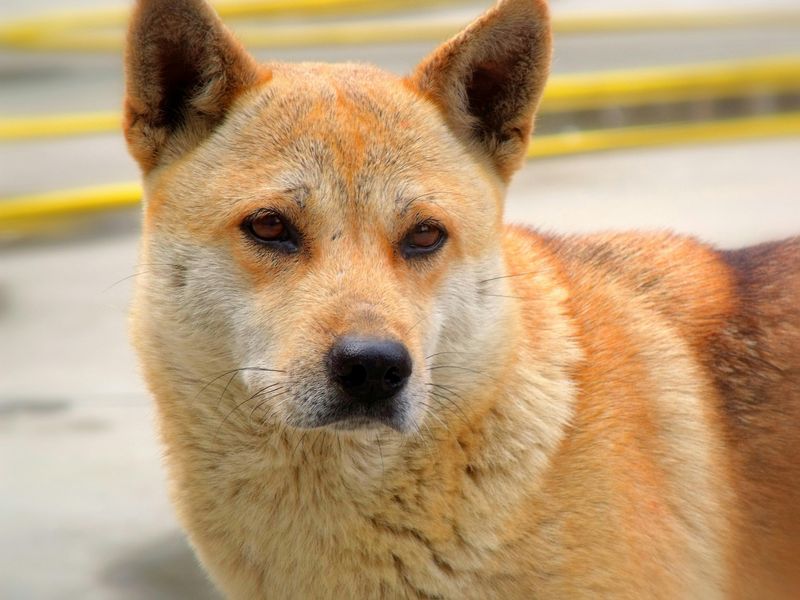 Korean Jindo