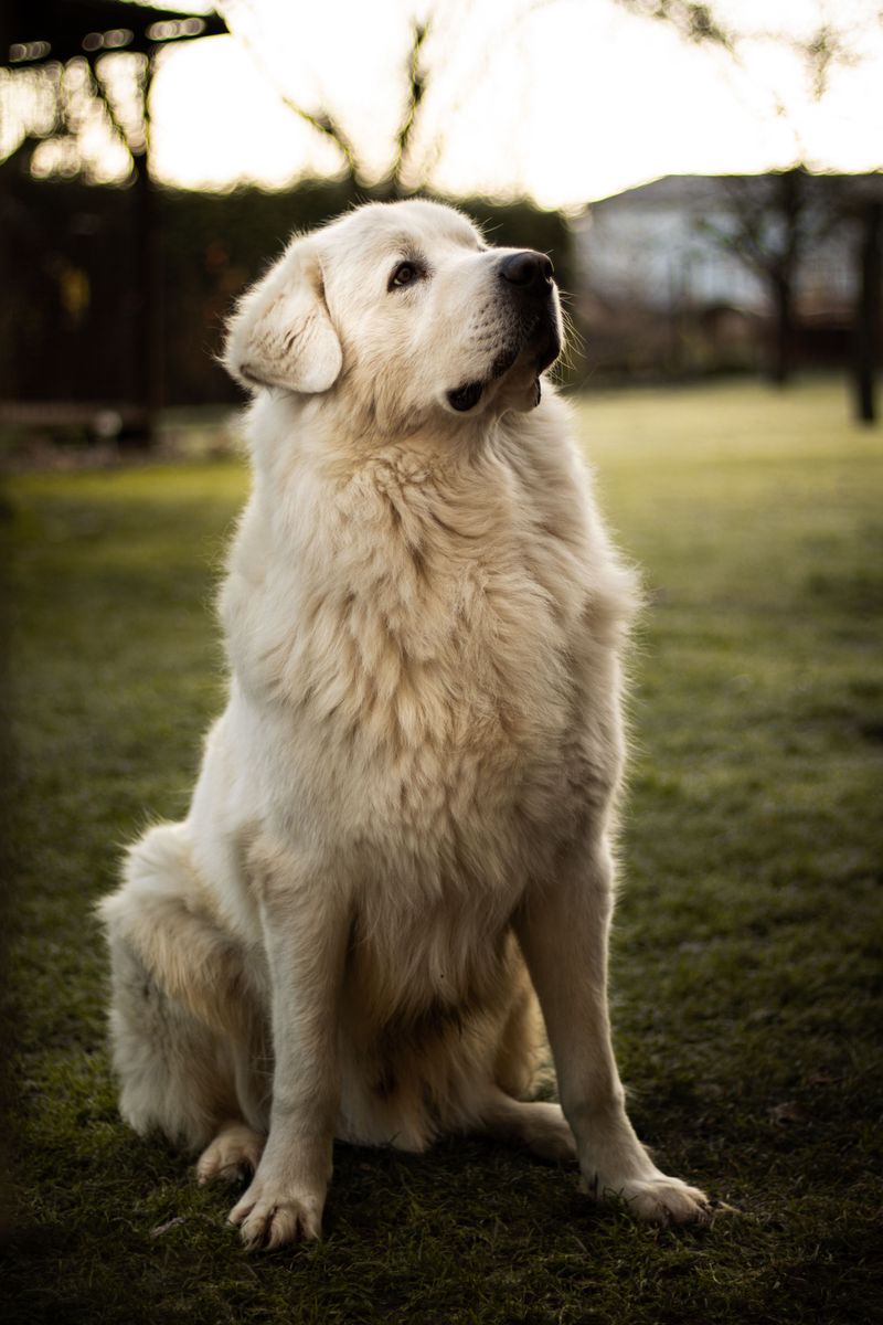 Calm enough to sleep beside you, alert enough to notice unusual activity - These breeds can offer both traits 9 Great Pyrenees: The Gentle Night Watcher