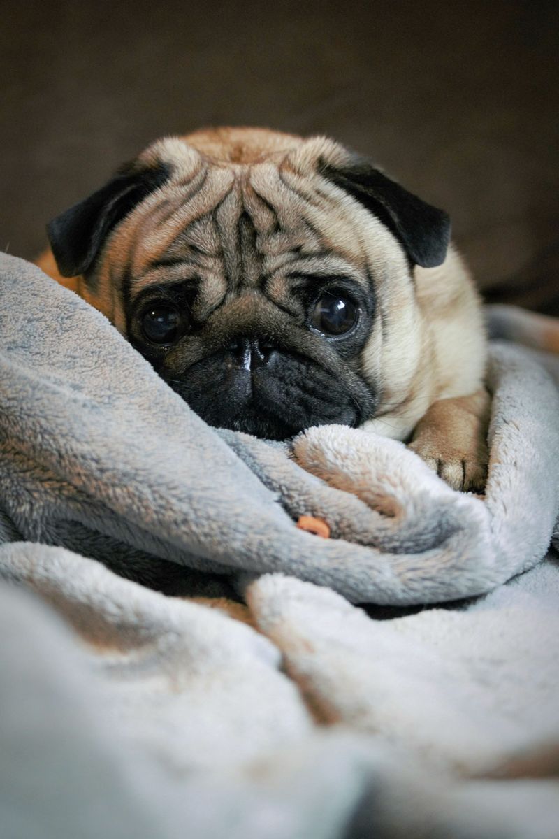 Cancel the entertainment - These dog breeds can turn an ordinary Tuesday into a comedy show 3 Pug