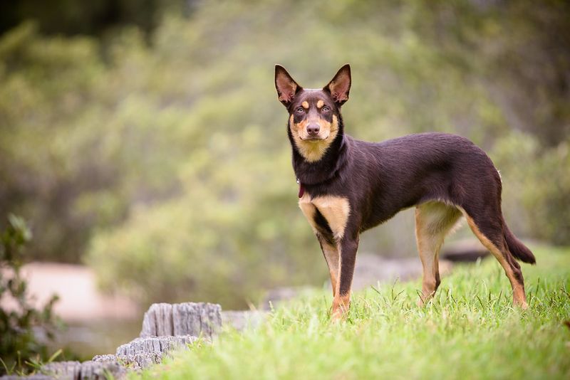 The world’s 15 tiniest dog breeds 14 Prague Ratter