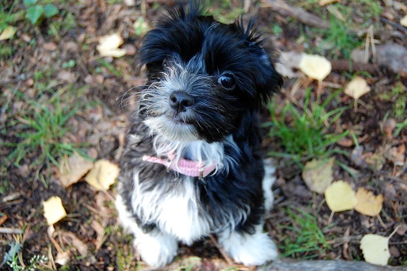 The dangerous part isn't meeting these dog breeds - It's trying to walk away without wanting one 11 Havanese