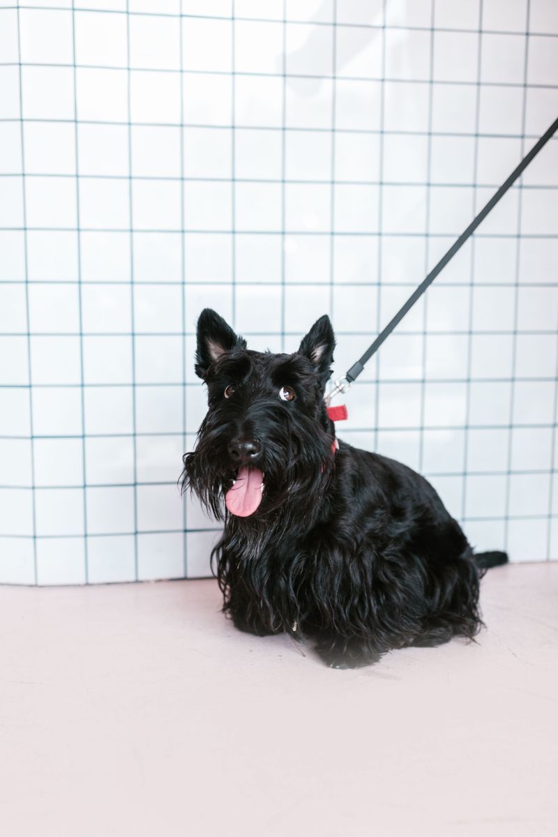 Changing lifestyles are pushing these dog breeds out of the spotlight 7 Scottish Terrier
