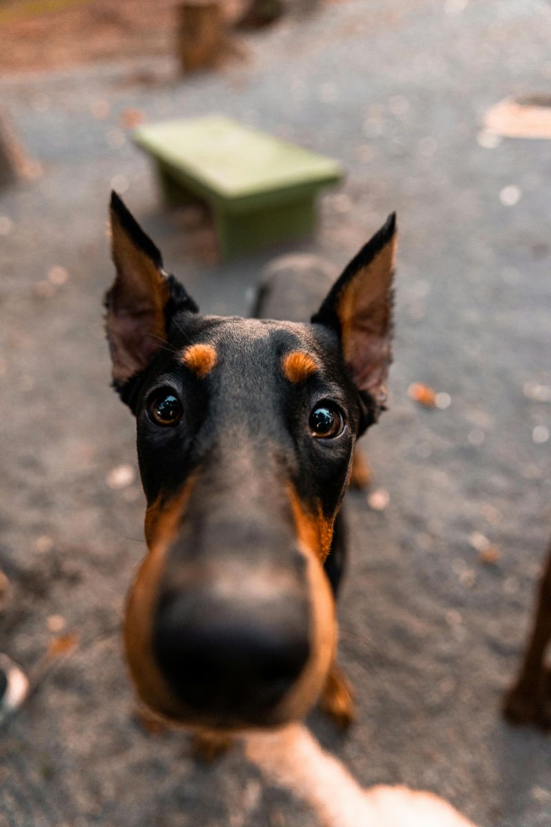 Doberman Pinscher