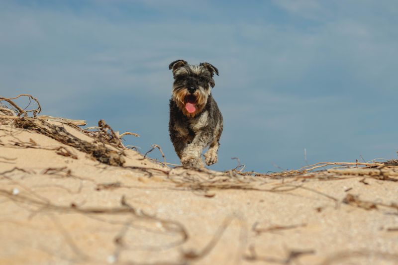 Age barely slows these 13 dog breeds down – plus 3 that keep surprising their owners 11 Miniature Schnauzer