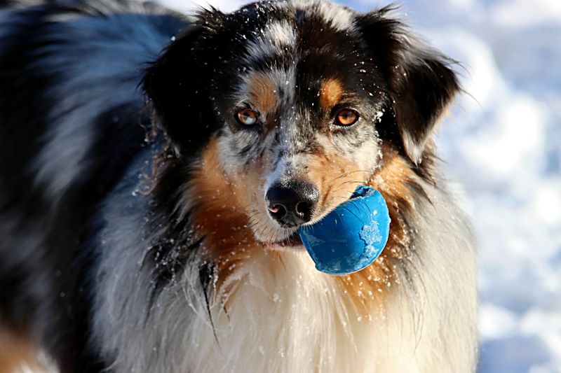 11 dog breeds that may fit a slower daily routine - plus 2 that suit more active retirees 14 Australian Shepherd