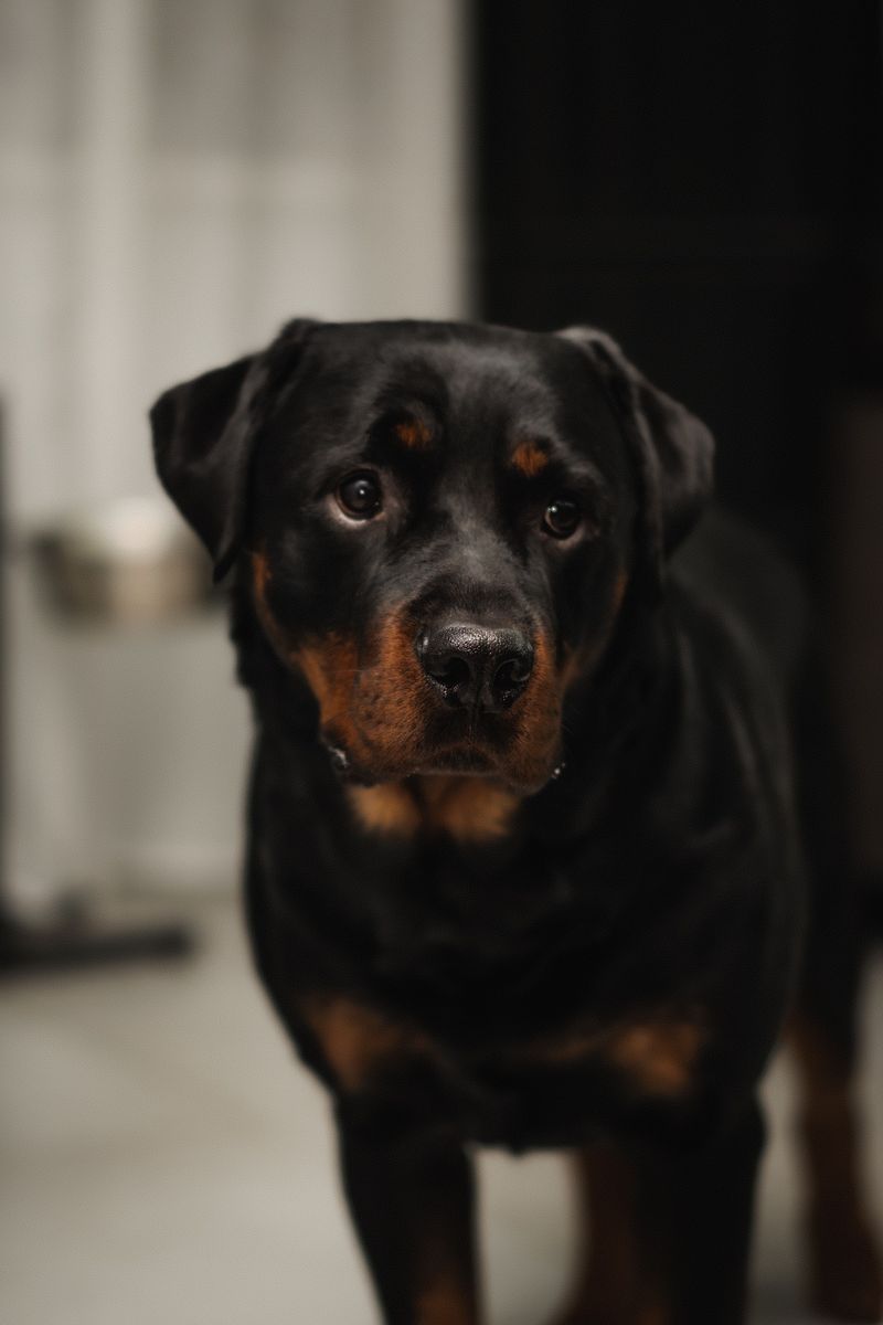 Getting into their heart may take patience - Once you're there, these dog breeds rarely treat you like a temporary guest 9 Rottweiler