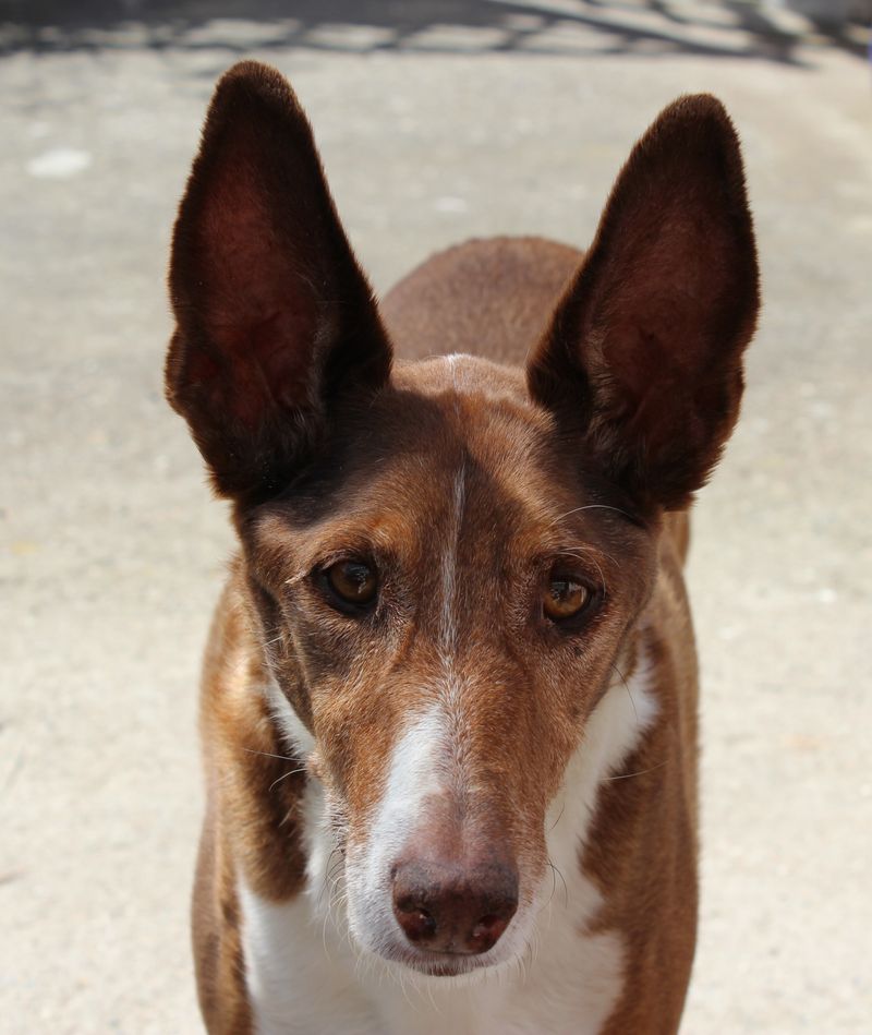 Basenji