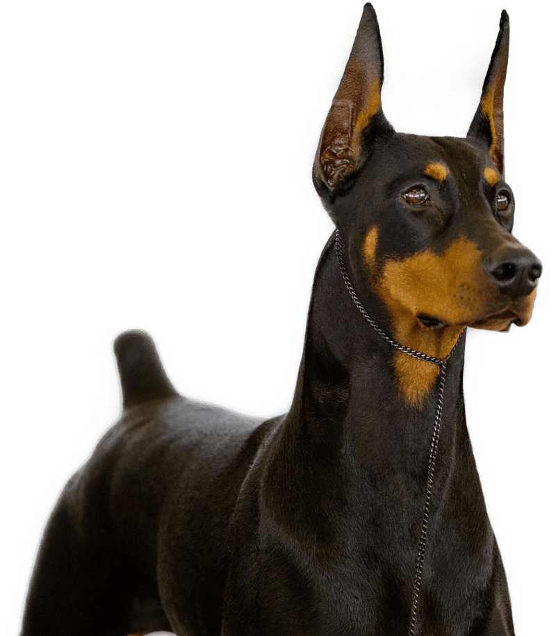 Doberman Pinscher