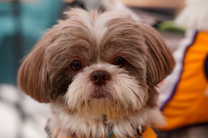The perfect dog for your twenties may not be the perfect dog later - these breeds show why 12 Shih Tzu