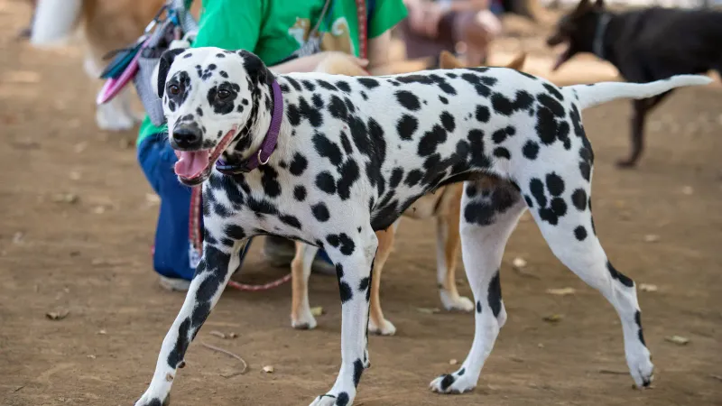 These once-familiar dog breeds have slipped from the spotlight without losing their devoted fans 5 Dalmatian