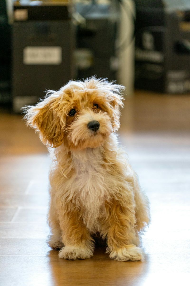 Maltipoo