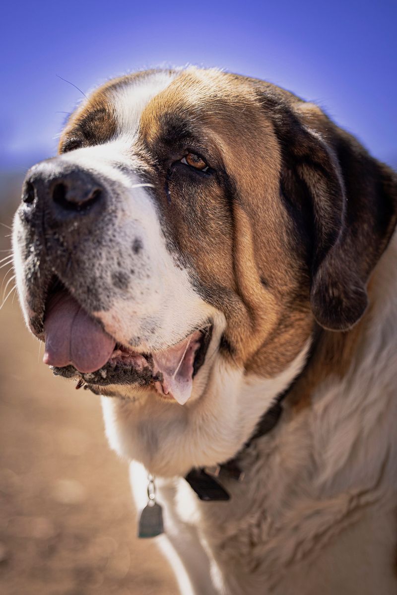 10 dogs whose resting face could make a cheerful personality look permanently disappointed 8 Saint Bernard: Big Feelings Written in Jowls
