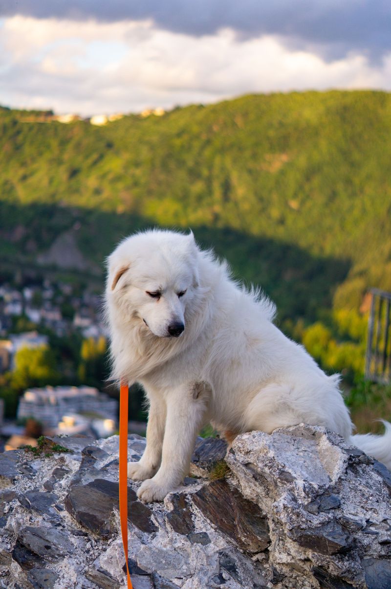 Great Pyrenees - peaceful mountain presence