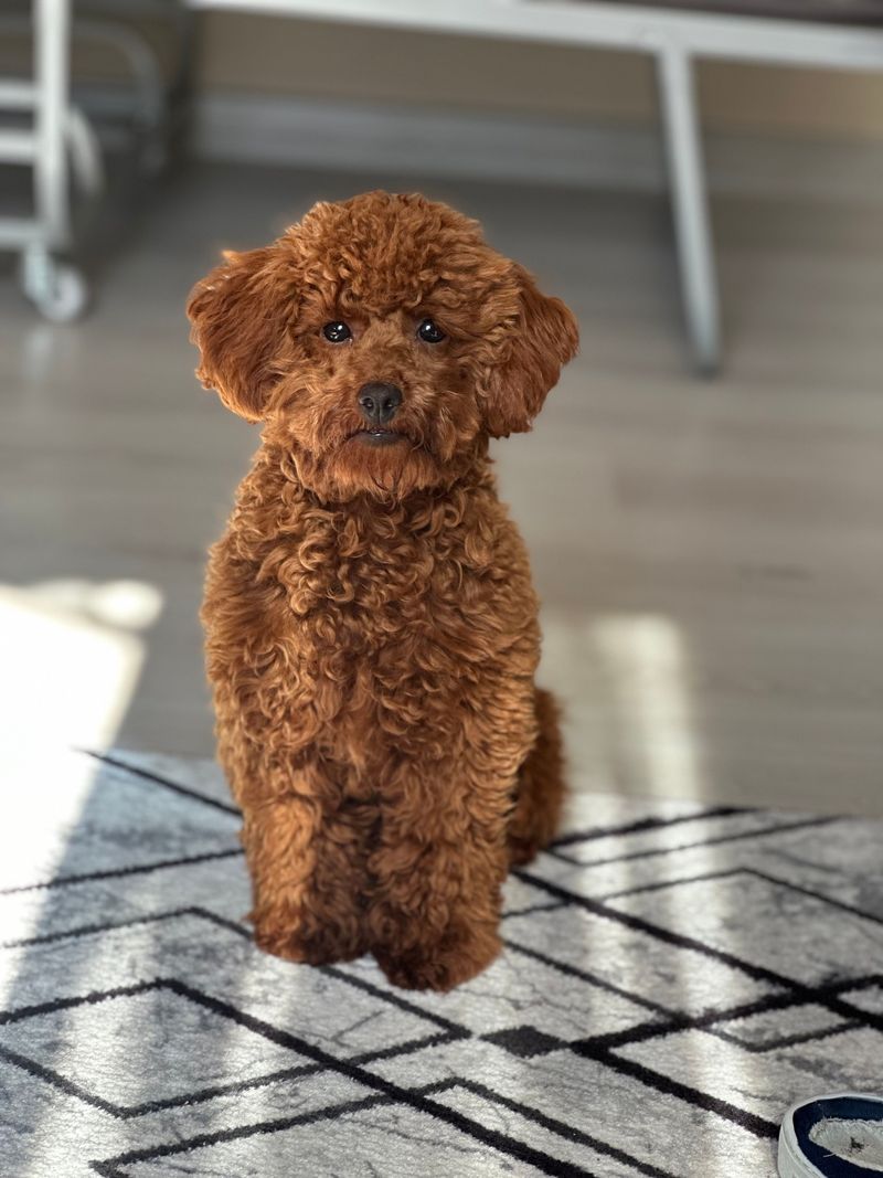 Urban dog owners may find plenty to appreciate about these adaptable breeds 2 Miniature Poodle