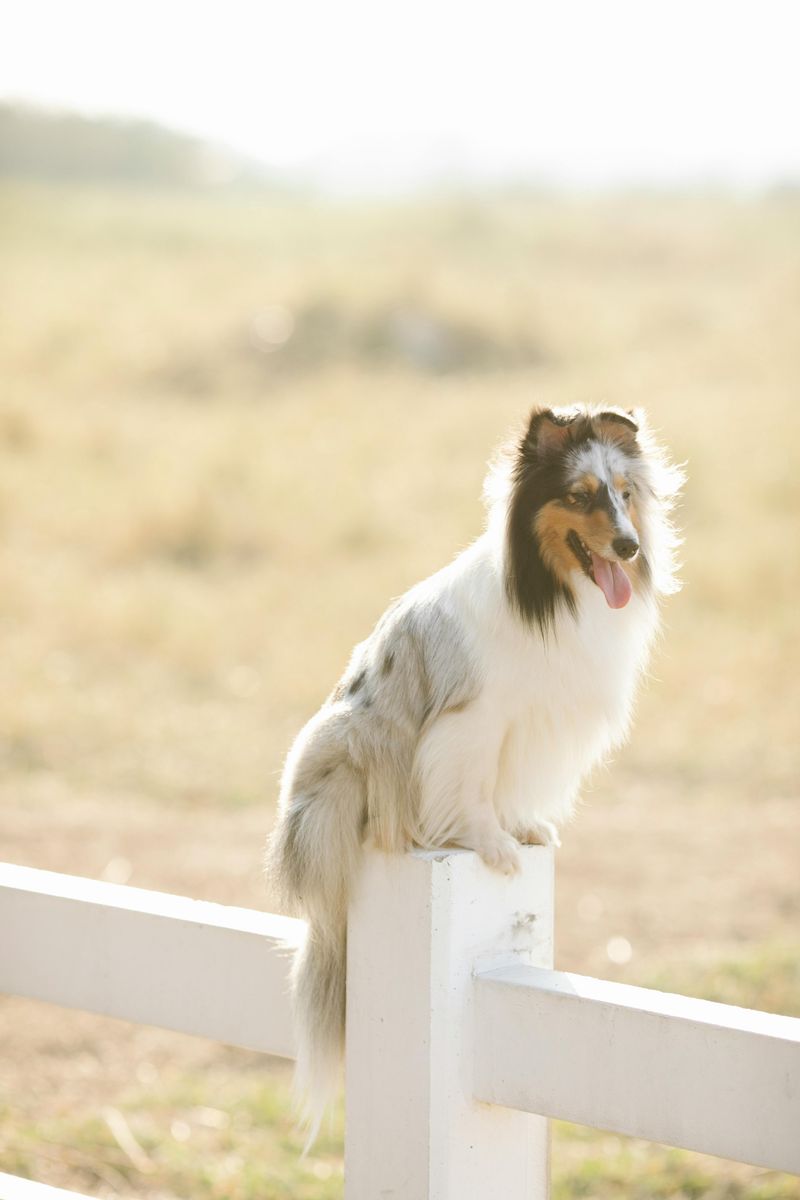 Dogs With “Built-In Style” - 10 Breeds That Look Like They Came With a Signature Design 6 Shetland Sheepdog